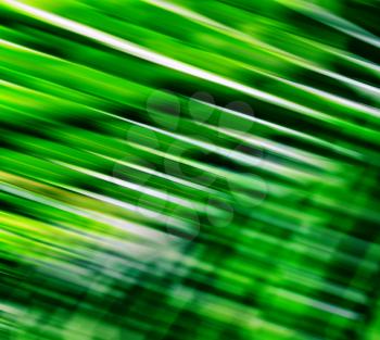 Horizontal vivid fresh green palm leaves blur motion abstraction background backdrop
