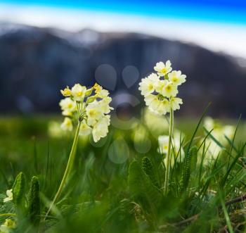 Horizontal vibrant mountain flowers bokeh background backdrop