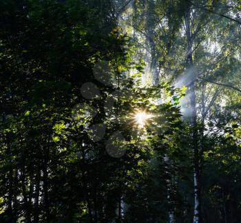 Square vivid sun beams at Russian forest landscape background