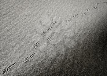 Diagonal bird footprints in desert hd