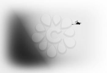 Horizontal black and white ardea in flight hd
