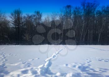 Footsteps on snow forest landscape background hd