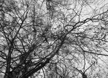 Diagonal black and white tree branches texture background hd