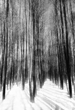 Vertical black and white trees landscape background hd
