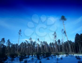 Unhealthy pine tree ecology landscape background hd