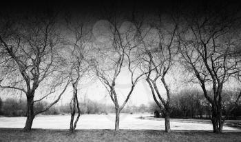 Five dramatic black and white trees in park hd