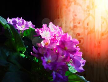 Vibrant violet flowers at home background hd