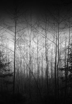 Vertical black and white birch trees forest landscape