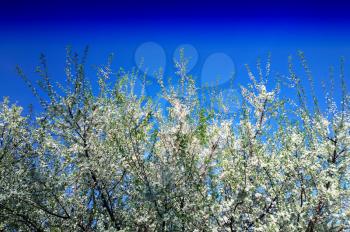 Blossom of bird cherry tree background