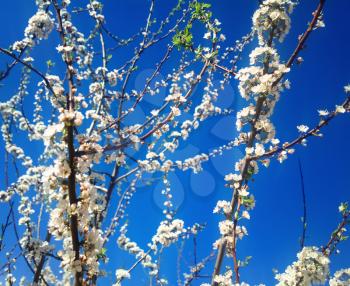 Blossom of bird cherry tree close up background