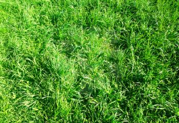 Fresh summer grass texture background