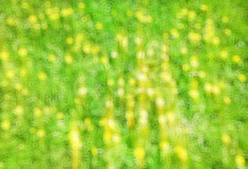 Green and yellow summer lawn bokeh background