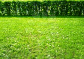 Green summer grass with bushes bokeh background