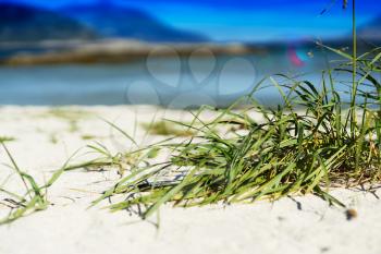 Green grass on sand beach background hd
