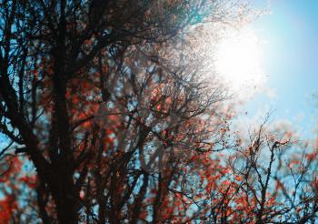 Autumn tree in direct sun background hd