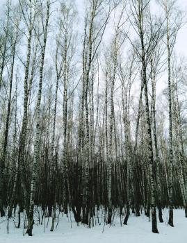 Vertical thicket of birch trees landscape background