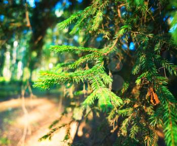 Green branch of fir tree object background