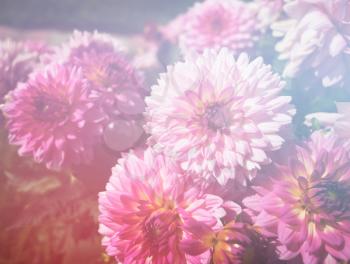 Pink and warm garden flowers object background