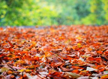 Autumn forest leaves low angle backdrop
