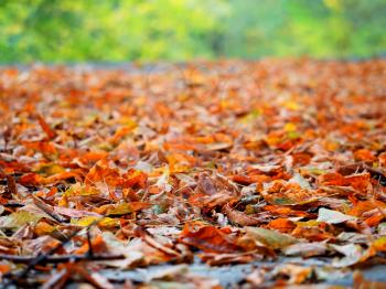 Autumn forest leaves background