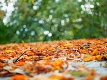 Orange leaves during fall background