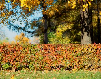 Horizontal row of autumn bushes landscape background