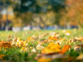 Low angle fall leaves on the lawn object background