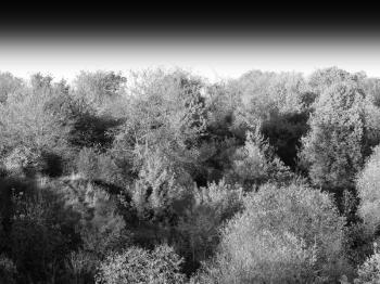 Horizontal black and white forest landscape background