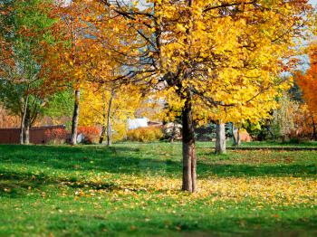Dramatic autumn tree in park with falling leaves landscape background