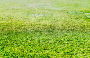 Fresh green grass on football field background hd