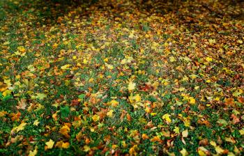 Autumn park lawn texture background