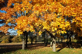 Orange trees at autumn park landscape background