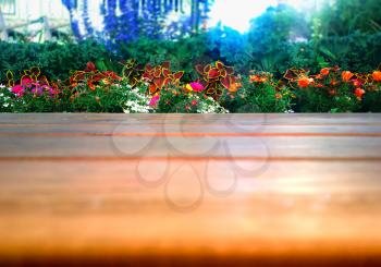 Low angled garden flowers bokeh background