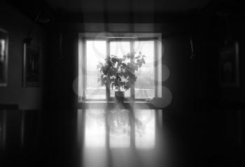 Black and white plant near windows background