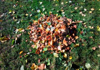 Heap of autumn leaves on the green lawn object background