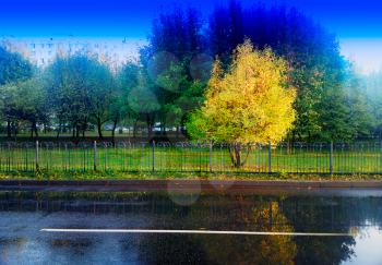 Autumn tree in park after the rain landscape background