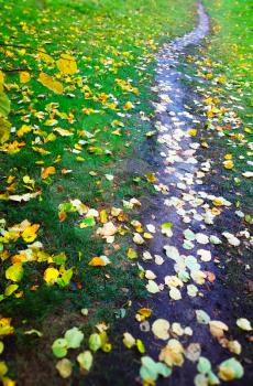 Vertical autumn forest path landscape background