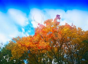 Vivid autumn top of the park trees background