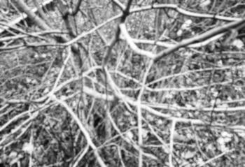 Black and white naked branches background