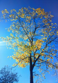 Vertical autumn tree landscape background