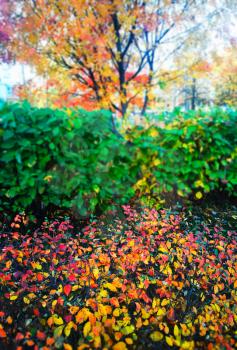 Multi layered autumn bushes landscape background