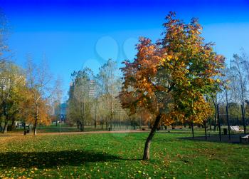 Autumn tilted tree with shadow landscape background