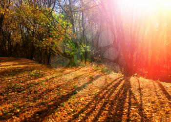 Autumn forest with dramatic shadows landscape background