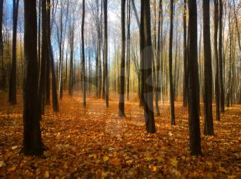 Light rays in autum forest landscape background
