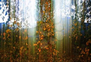 Light between tree branches landscape background