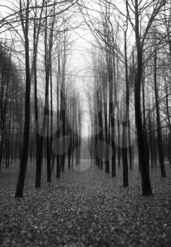 Vertical black and white trees with dramatic light landscape background