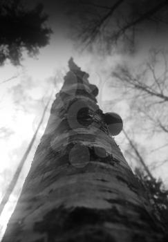 Vertical birch trunk bokeh background
