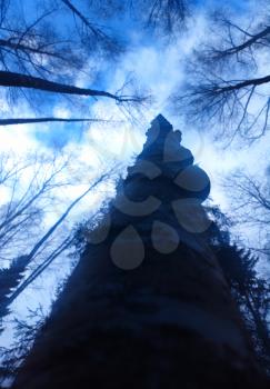 Vertical birch trunk bokeh background