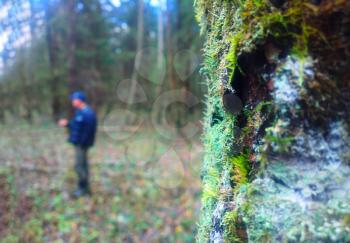 Vertical tree trunk in moss with man standing bokeh background