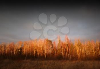 Epic autumn forest during dramatic sunset with grey sky landscape background